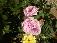 1331fe62-Picture 2206.jpg